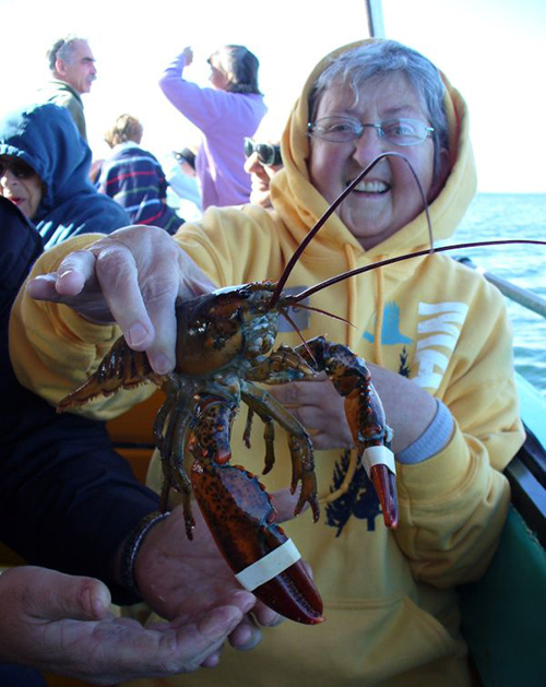 Faye - Lobster